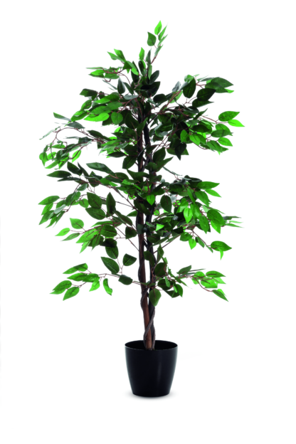 Ficus H120